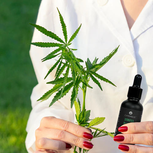 Global Legalization of Medicinal Vijaya: A Comprehensive Overview